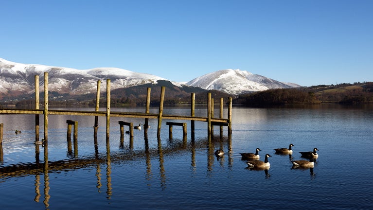 A group of Canadian geese floating near Brandlehow jetty on a sunny winter's day with views of the snow dusted mountains behind